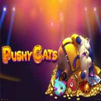  Pushy Cats